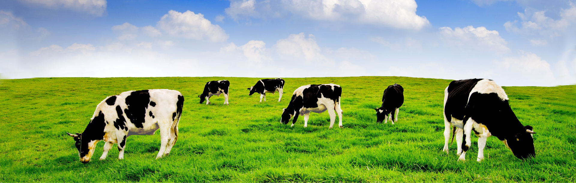 목장의 소 배경 이미지